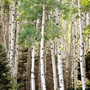 Meet your Posher, Sonya